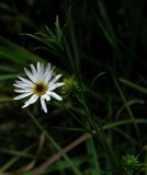 Eurybia hemispherica