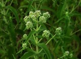 Eupatorium perfoliatum