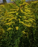 Solidago altissima subsp. altissima