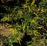 Solidago ulmifolia