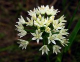 Allium canadense var. canadense