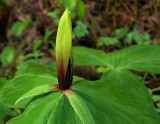 Trillium viridescens