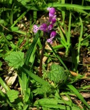 Lamium amplexicaule