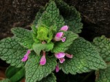 Lamium purpureum