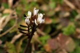 Cardamine hirsuta