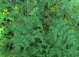 Bidens bipinnata