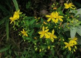 Hypericum pseudomaculatum