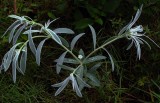 Euphorbia bicolor