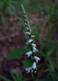 Spiranthes tuberosa