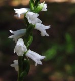 Spiranthes tuberosa