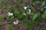 Crataegus crus-galli