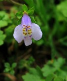 Mazus pumilus.