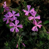 Phlox subulata