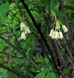 Staphylea trifolia