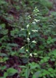 Boechera canadensis