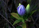 Gentiana saponaria