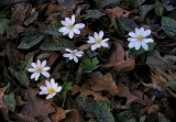 Sanguinaria canadensis