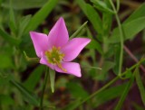 Sabatia campestris