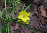 Lysimachia quadriflora