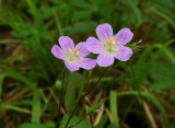 Geranium maculatum