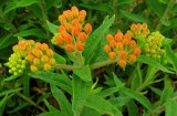 Asclepias tuberosa