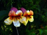 Bignonia capreolata
