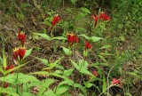 Spigelia marilandica