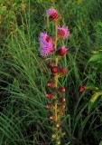 Liatris aspera
