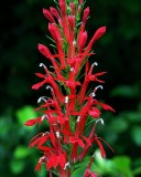 Lobelia cardinalis