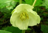 Podophyllum peltatum