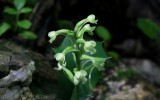 Platanthera clavellata