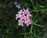 Stenaria nigricans