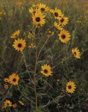Helianthus angustifolius
