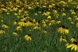 Rudbeckia grandiflora var. grandiflora