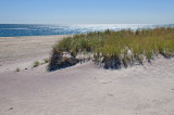 Fire Island Dune Grass 