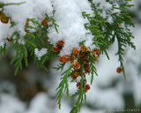 snow on pines 2014