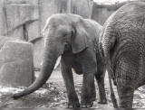 Captive Elephants