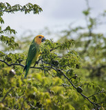 wild parrot Bonaire 