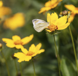 Butterfly White