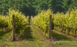 Vineyard