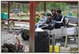 Dog Carriage Ride