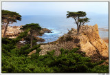 The Lone Cypress