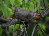 Grey Squirrel