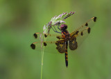 Calico Pennant