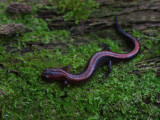 Red Back Salamander