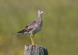 Upland Sand Piper