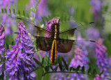 Female Widow Skimmer Dragonfly