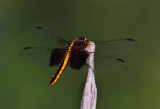 Female Widow Skimmer Dragonfly 