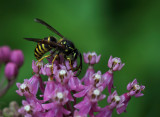 Yellow Jacket