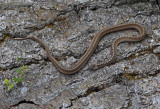DeKays Snake (Brown Snake) (Storeria dekayi)